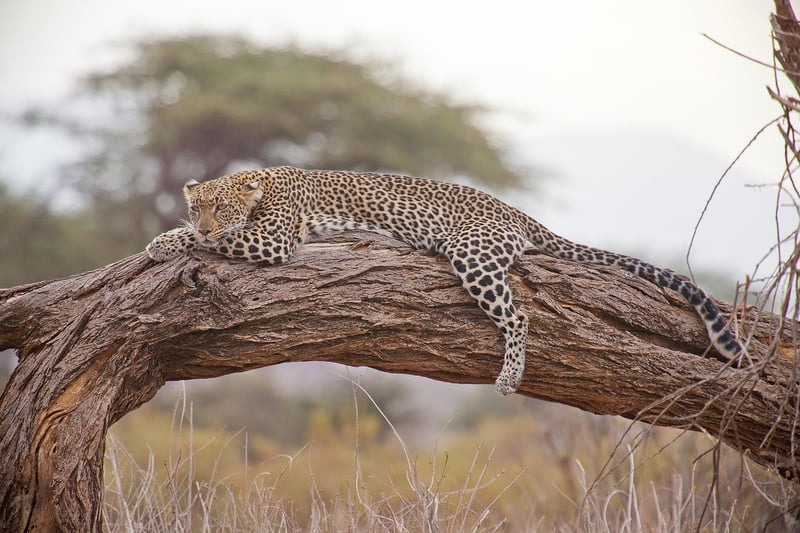 African Safari Tented Camp